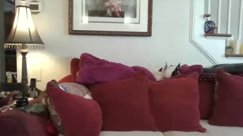 fairmount31 online show from February 2026 01:51:01 PM