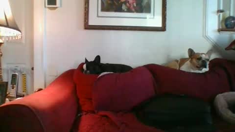 Snapshot of falconbator8 chatting on December 2024 02:17:01 PM falconbator8 online show from December 2024 02:17:01 PM