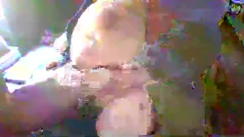 Terry Bangcock online show from January 2025 05:15:01 PM