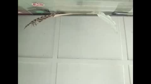 Snapshot of fucmebudoo chatting on October 2025 03:10:01 AM Warwick online show from October 2025 03:10:01 AM