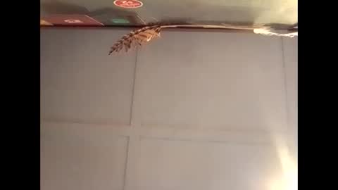 Snapshot of fucmebudoo chatting on October 2025 07:10:02 AM Warwick online show from October 2025 07:10:02 AM