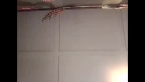 Snapshot of fucmebudoo chatting on October 2025 11:16:02 PM Warwick online show from October 2025 11:16:02 PM