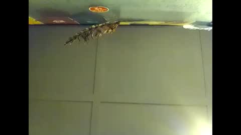 Snapshot of fucmebudoo chatting on November 2025 08:27:02 AM Warwick online show from November 2025 08:27:02 AM