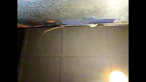 Warwick online show from November 2025 10:30:01 AM