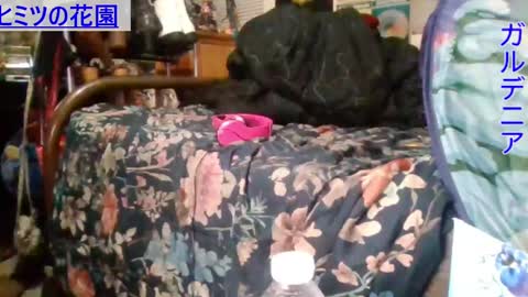 Snapshot of gardeniaspear chatting on December 2024 08:20:01 AM Gardenia online show from December 2024 08:20:01 AM