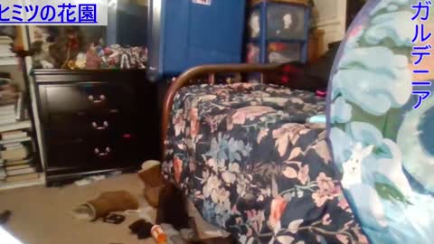 Snapshot of gardeniaspear chatting on December 2024 06:56:01 AM Gardenia online show from December 2024 06:56:01 AM