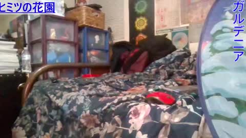 Snapshot of gardeniaspear chatting on February 2025 07:53:02 AM Gardenia online show from February 2025 07:53:02 AM