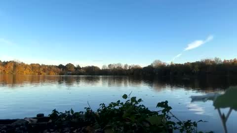 Pink Dog online show from November 2025 03:12:02 PM