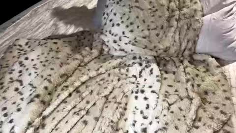 Giaa4ever online show from November 2025 11:49:02 PM