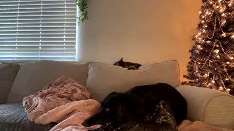 GoddessMayvn online show from December 2024 11:47:01 PM