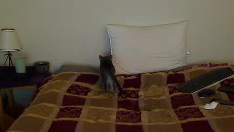 hammerthatthang73 online show from October 2025 08:59:02 AM