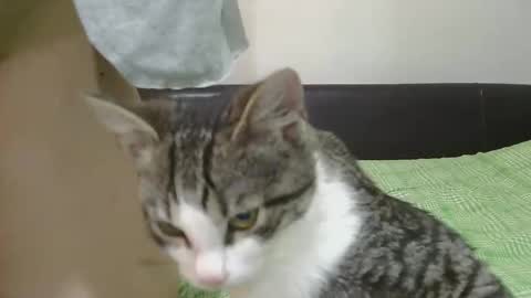 Serena online show from November 2025 06:24:01 AM