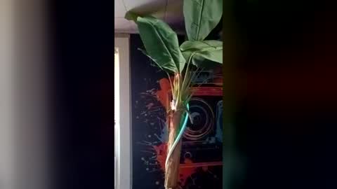 SeanPatrick online show from July 2026 06:43:02 PM