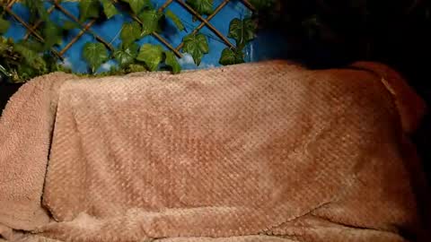 Kayla online show from December 2024 04:45:01 AM