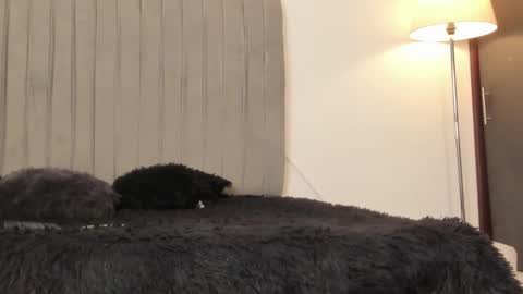 Snapshot of im_oleider chatting on February 2026 05:14:01 PM oleider dont forget your thumbs up online show from February 2026 05:14:01 PM