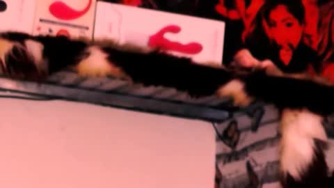 Bella Ambrosia online show from November 2025 12:32:02 AM