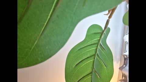 Snapshot of isabellacloverlove chatting on October 2025 11:14:01 PM Isabella online show from October 2025 11:14:01 PM