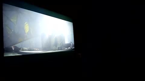 jayjay online show from February 2025 07:14:01 PM