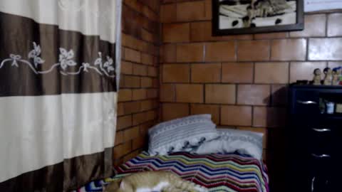 joseph online show from November 2025 03:49:01 AM