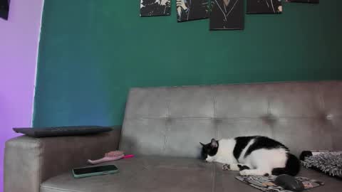 Snapshot of karolsweet_ chatting on March 2026 10:37:01 PM KarolSweet online show from March 2026 10:37:01 PM