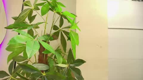 keila online show from October 2025 12:00:02 PM