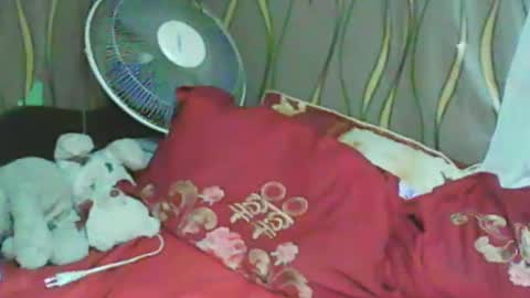 LadyXSnakes online show from January 2025 03:31:02 PM