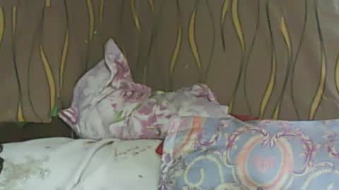 LadyXSnakes online show from February 2025 06:08:02 AM