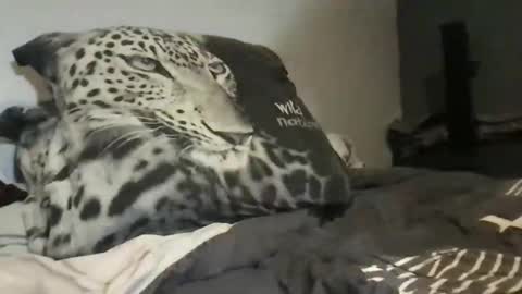 Lex6699 online show from March 2026 07:36:02 PM