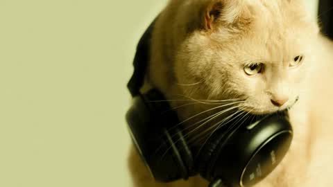 li_lit online show from May 2026 07:15:02 AM