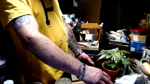 Lickensu online show from June 2026 09:21:02 AM