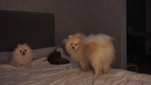 Linda online show from May 2026 01:30:02 PM