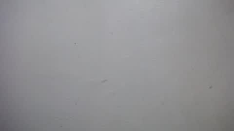 lisa_branch online show from January 2026 07:05:02 PM