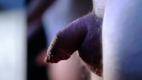 littlescrapper69 online show from October 2025 03:04:02 AM