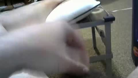 manumanu8585 online show from February 2026 01:38:02 PM