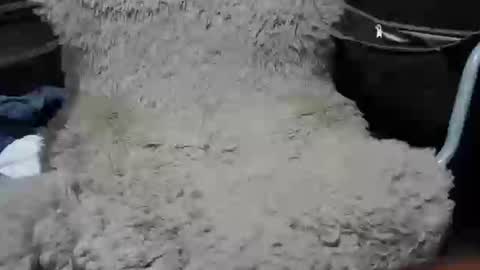 Snapshot of maximus_oreally chatting on January 2025 02:19:01 PM Max online show from January 2025 02:19:01 PM