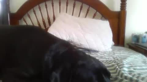 Snapshot of mdavis1six chatting on February 2026 08:16:01 PM Davis online show from February 2026 08:16:01 PM