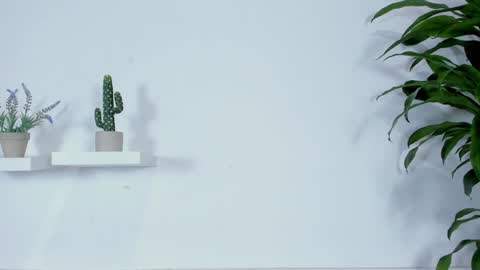 Melissa online show from January 2025 12:26:01 AM