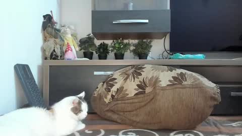 MellyMell  online show from February 2025 02:16:02 AM