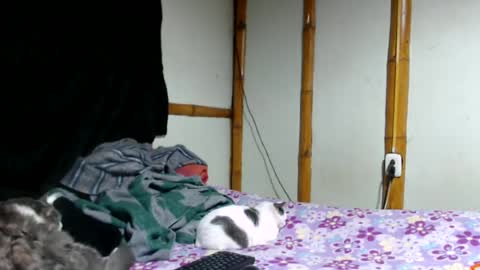 Mia  Sam online show from June 2026 02:33:01 AM