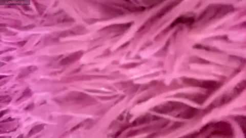 Amelia online show from November 2025 03:52:02 PM