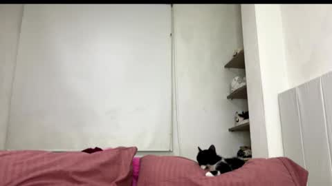 Snapshot of missangeldust chatting on October 2025 11:52:02 PM missangeldust online show from October 2025 11:52:02 PM