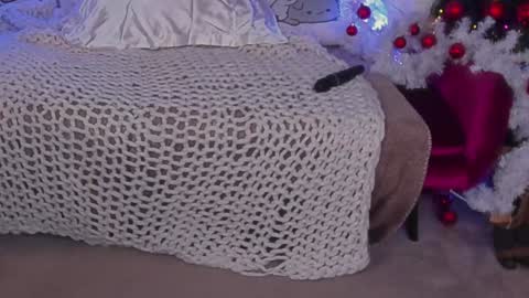 Snapshot of molinmoon chatting on December 2024 10:01:01 AM Rosa online show from December 2024 10:01:01 AM