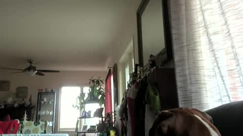 Monkee Dance online show from December 2024 10:25:01 PM