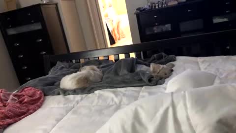 Snapshot of mrrogue chatting on December 2024 05:49:02 AM mrrogue online show from December 2024 05:49:02 AM