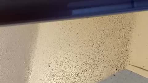 melissa online show from March 2026 07:32:01 PM