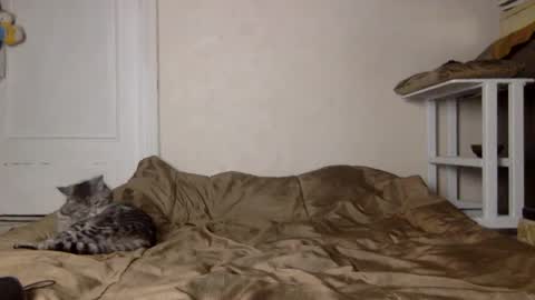 Muse Ali  online show from December 2024 11:41:02 AM