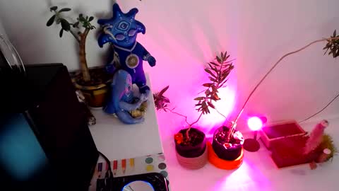 Muse Ali  online show from December 2024 02:14:02 PM