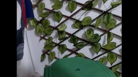 my negrito online show from March 2026 07:51:02 PM