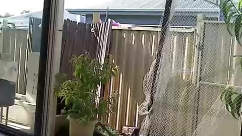 NECK online show from December 2024 08:27:01 AM