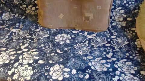 Lilly  online show from February 2025 12:47:02 PM